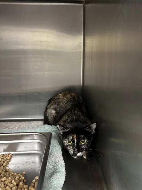 Jasai - Domestic Short Hair