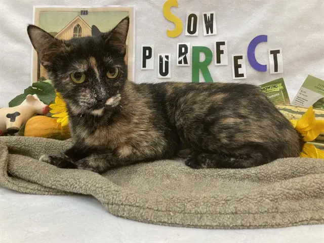 Jasai - Domestic Short Hair