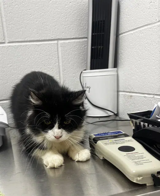 Salem - Domestic Short Hair