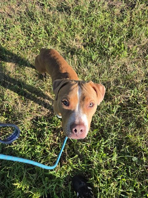 picture of the dog needing adoption