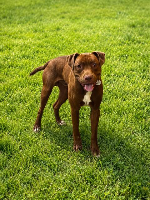 picture of the dog needing adoption