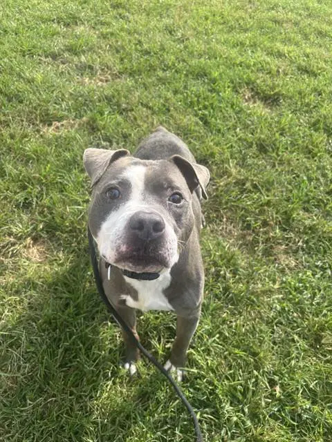 Tosh - Pit Bull Terrier