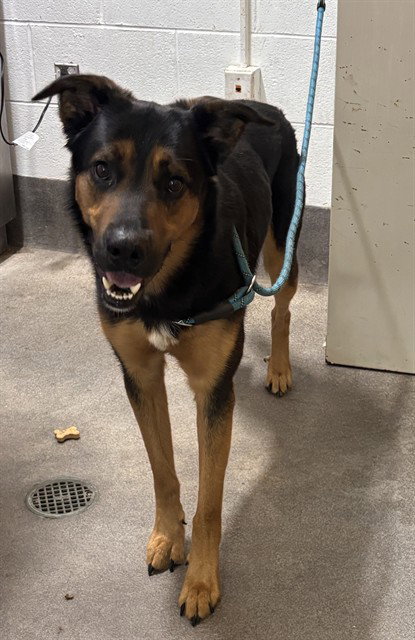 RANGER, dog