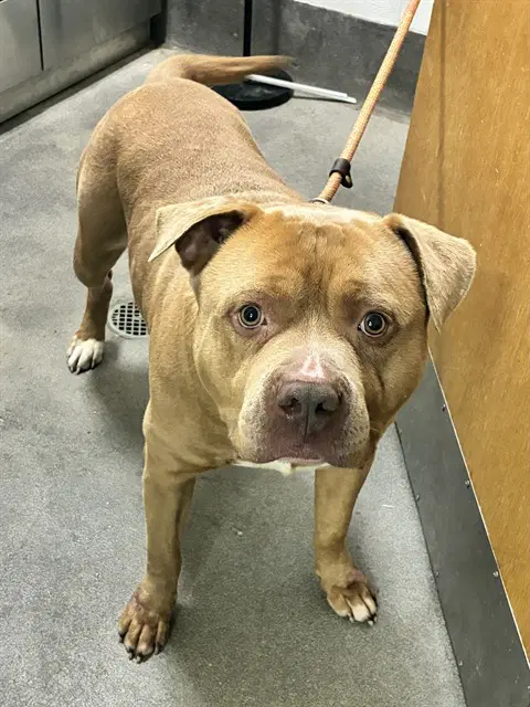 Tye - Pit Bull Terrier