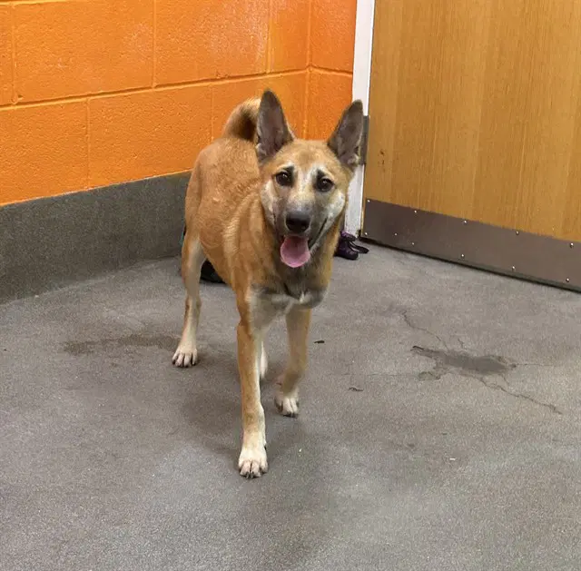 Rio - German Shepherd Dog