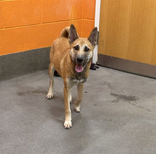 *RIO, a dog for adoption from Prince Georges County Animal Management Division