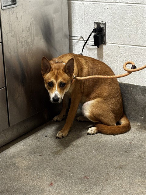 picture of the dog needing adoption