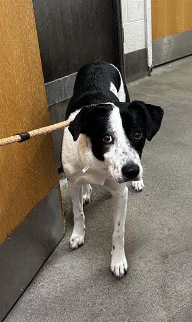 picture of the dog needing adoption