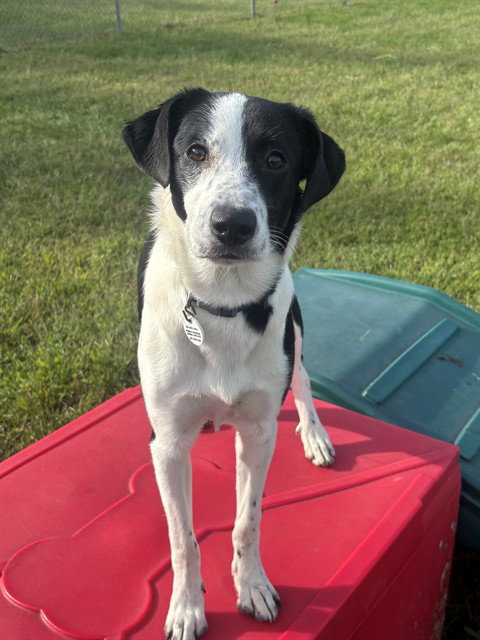 *DAISY, a dog for adoption from Prince Georges County Animal Management Division