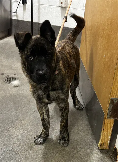 Sunni - Dutch Shepherd
