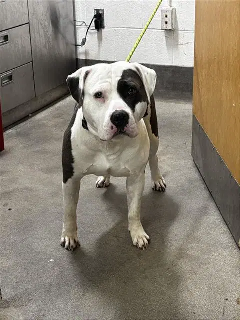 Bryce - Pit Bull Terrier