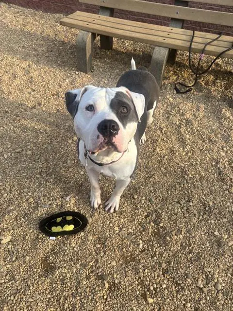 Bryce - Pit Bull Terrier