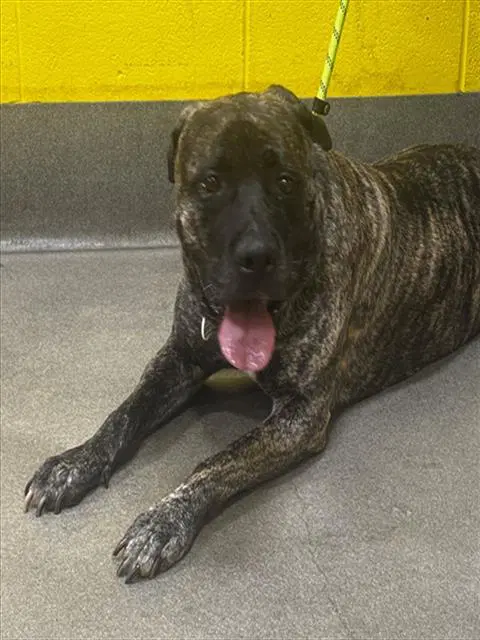 Sabrina - Presa Canario