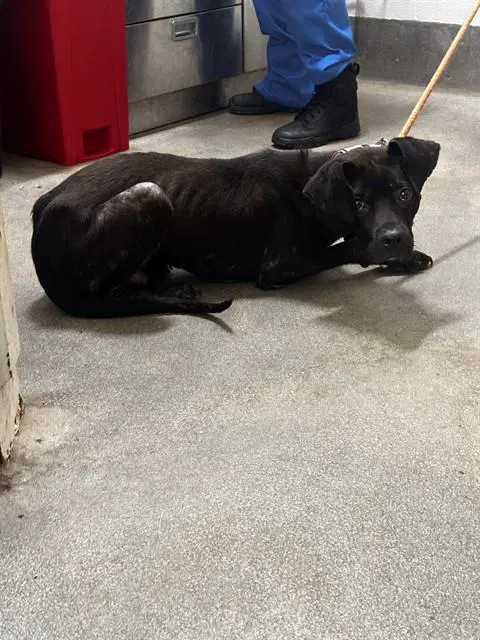 Rowan - Labrador Retriever