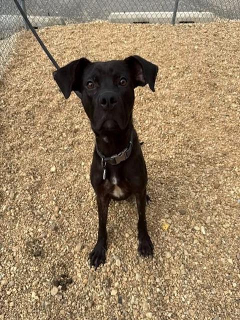*ROWAN, a dog for adoption from Prince Georges County Animal Management Division