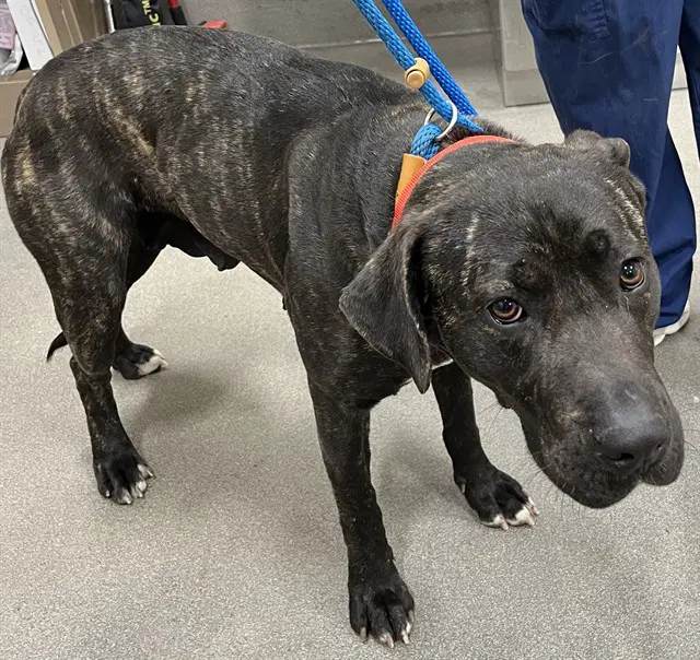 Easter - Cane Corso Mastiff
