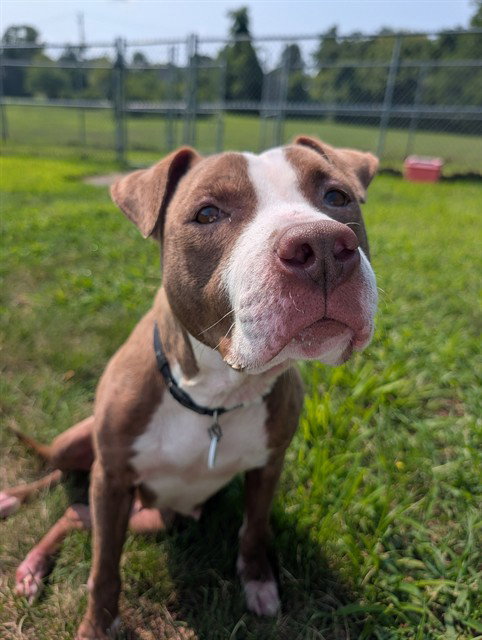 LUNA, dog