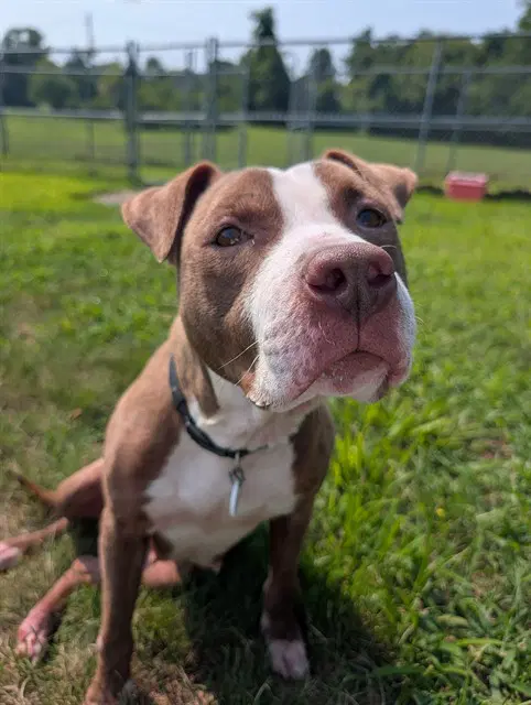 Luna - Pit Bull Terrier