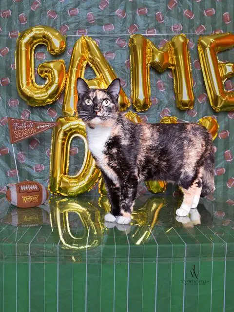 Wren - Domestic Short Hair