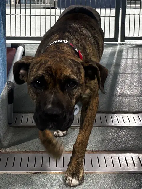 Dixie - Presa Canario