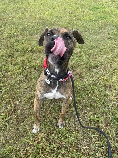 Dixie - Presa Canario