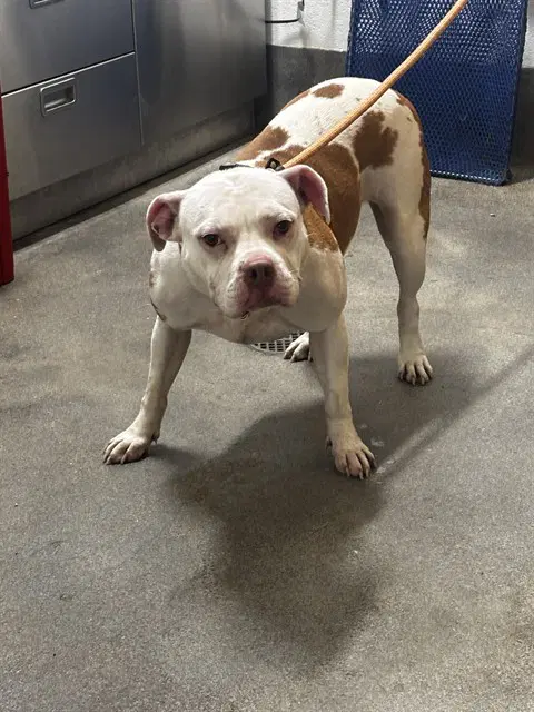 Bella - American Bulldog