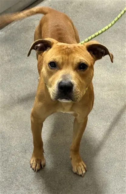 Atlas - Pit Bull Terrier