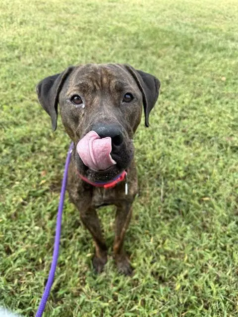 Mase - Cane Corso Mastiff