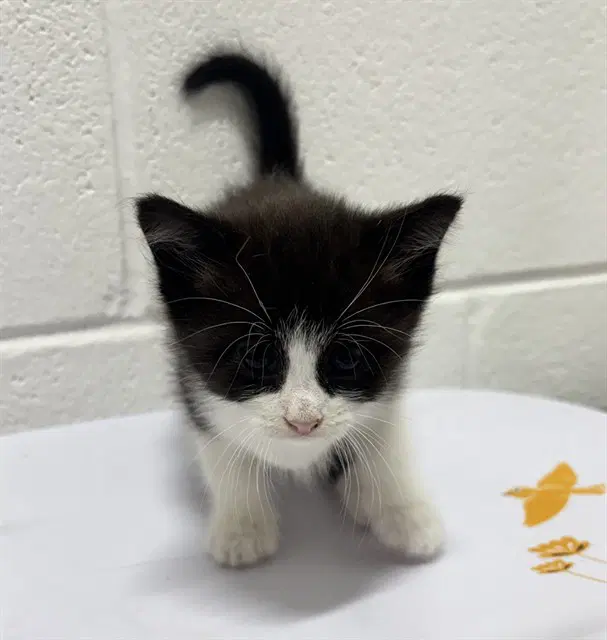 Sugar - Domestic Short Hair