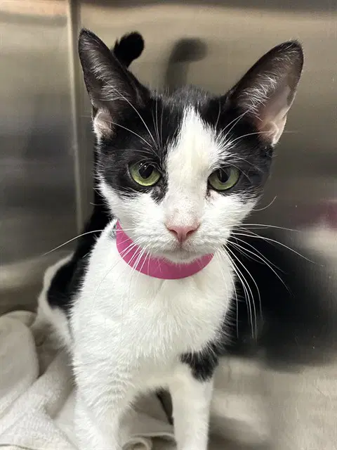Vienna - Domestic Short Hair