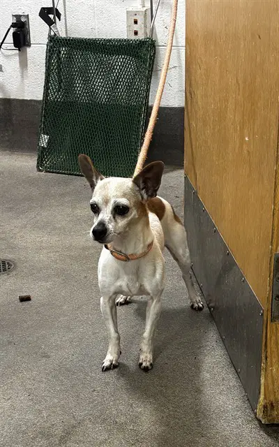Sofia - Chihuahua