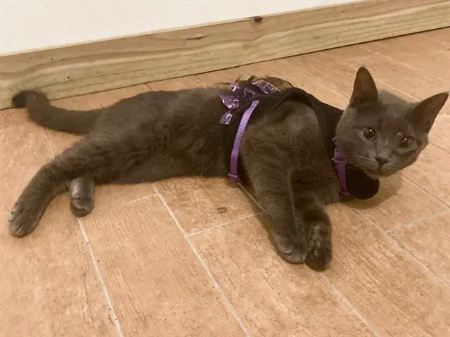 Connie - Domestic Short Hair