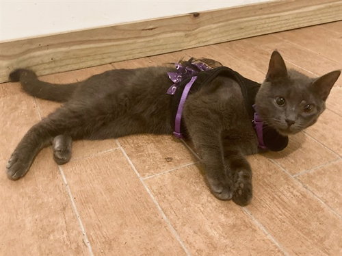 picture of the cat needing adoption