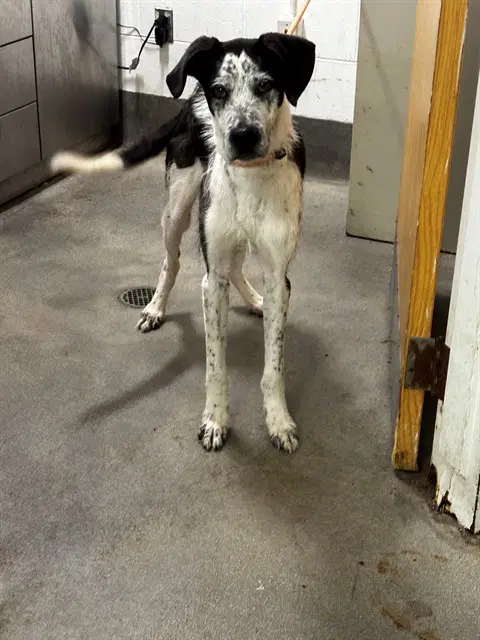 Kori - Pointer