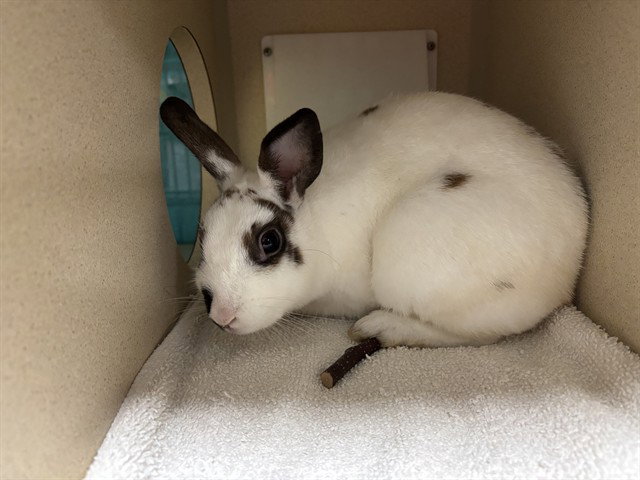 *CALLAWAY, rabbit
