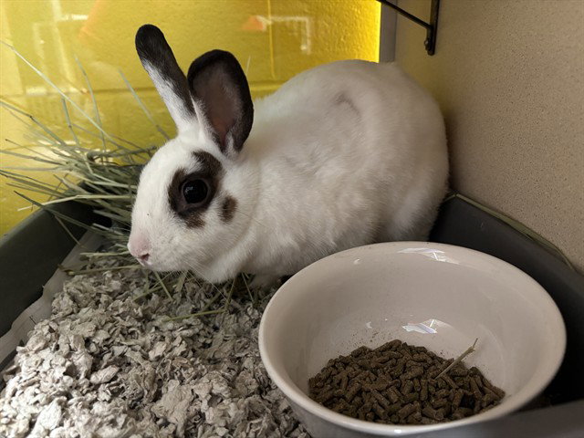 *JASMINE, rabbit