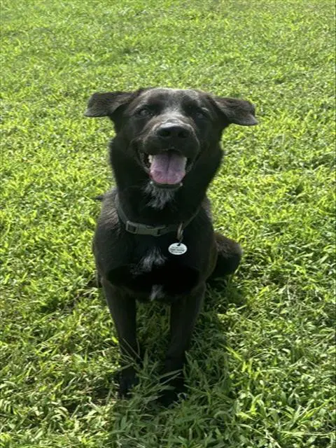 Tyrone - German Shepherd