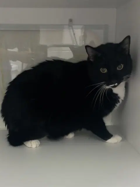 Mia - Domestic Short Hair