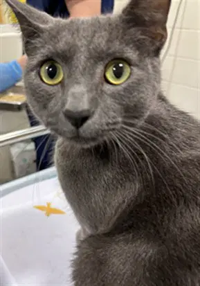 Asher - Domestic Short Hair