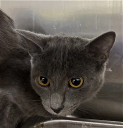 Flora - Domestic Short Hair