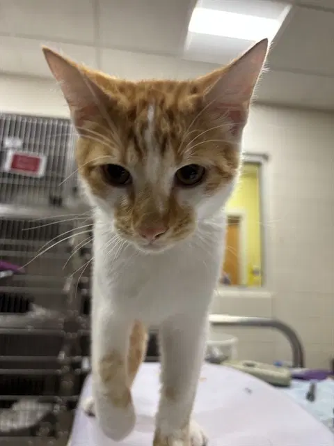 Ernesto - Domestic Short Hair