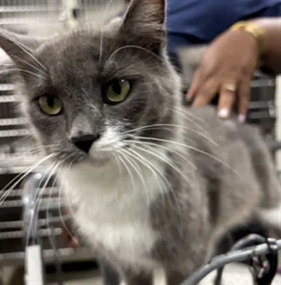 Elinor - Domestic Short Hair