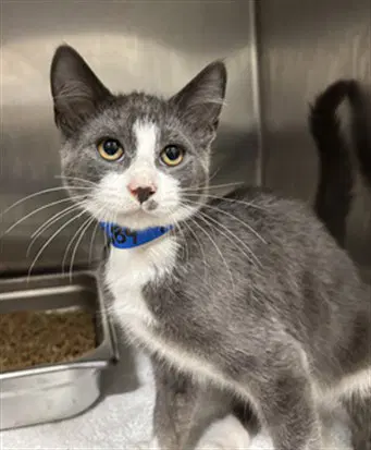Ryan - Domestic Short Hair