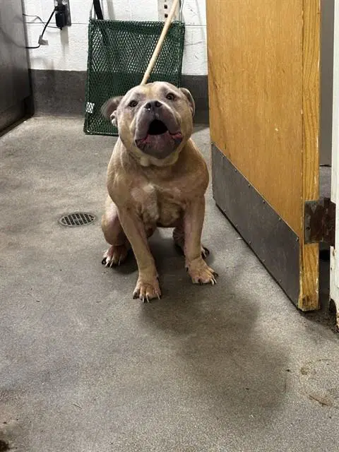 Blaze - American Bulldog
