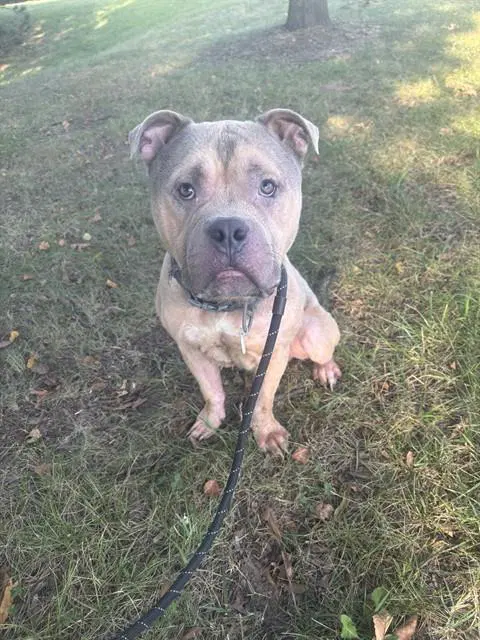Blaze - American Bulldog