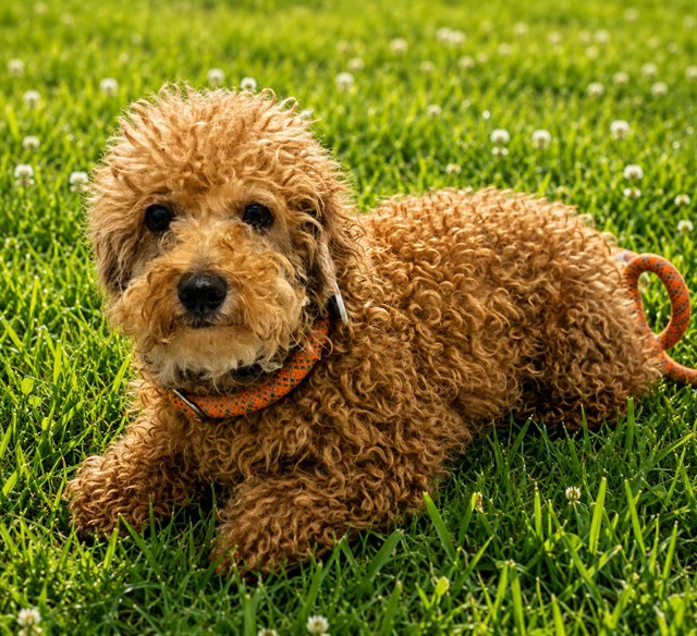 Gustavo