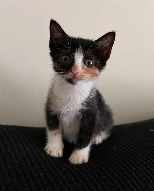 Aria - Domestic Short Hair