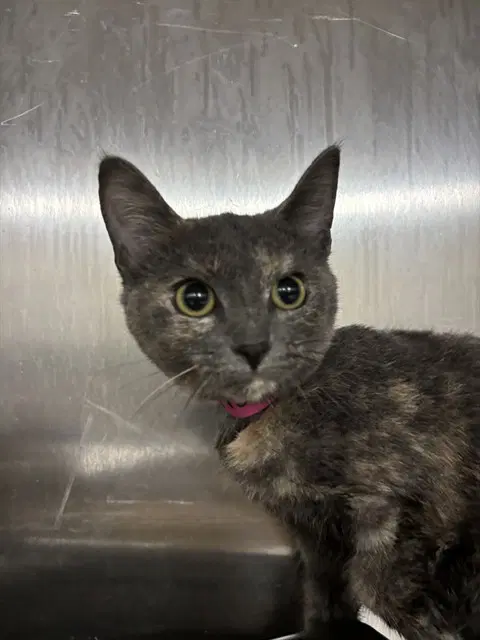 Maddox - Domestic Short Hair