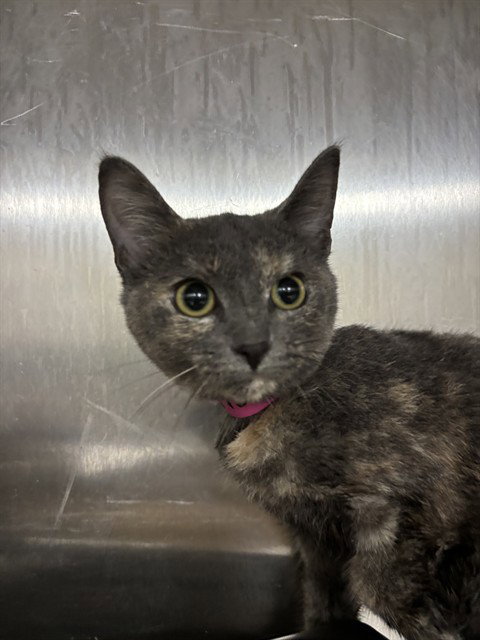 picture of the cat needing adoption