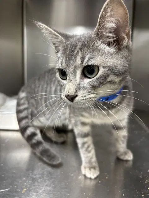 Bobbie - Domestic Short Hair